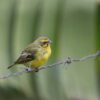 img_3877 Mozambiquesijs (Crithagra mozambica)