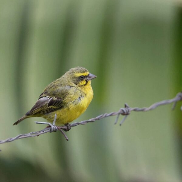 img_3877 Mozambiquesijs (Crithagra mozambica)