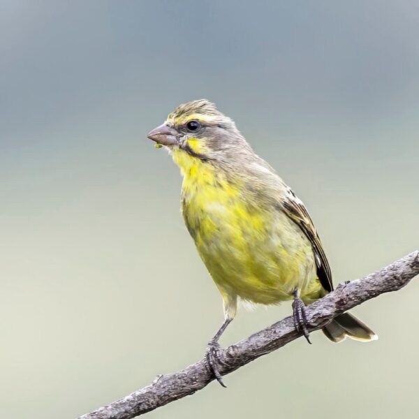 img_3878 Mozambiquesijs (Crithagra mozambica)