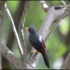 img_4062-2 Roodstuitspreeuw (Scissirostrum dubium)