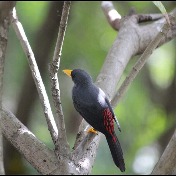img_4062-2 Roodstuitspreeuw (Scissirostrum dubium)