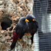 img_4063-2 Roodstuitspreeuw (Scissirostrum dubium)