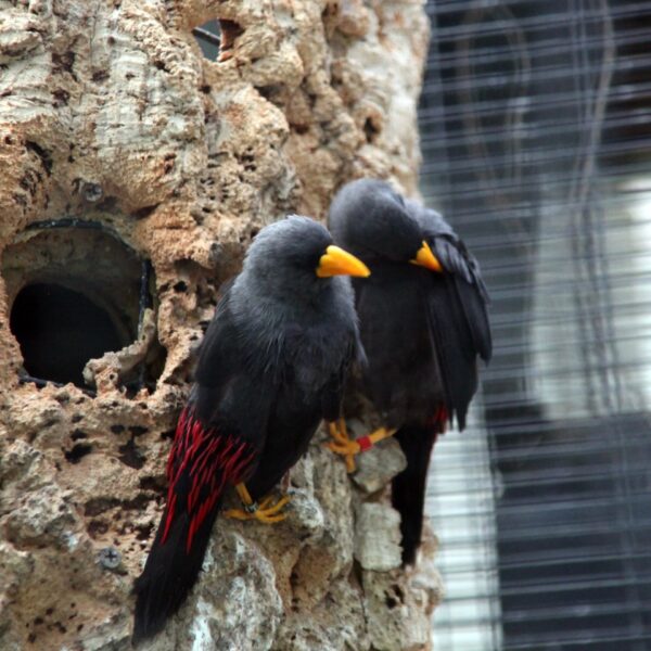 img_4063-2 Roodstuitspreeuw (Scissirostrum dubium)