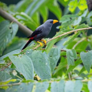 Roodstuitspreeuw (Scissirostrum dubium)