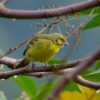 Zwavelkanarie (Crithagra sulphurata)